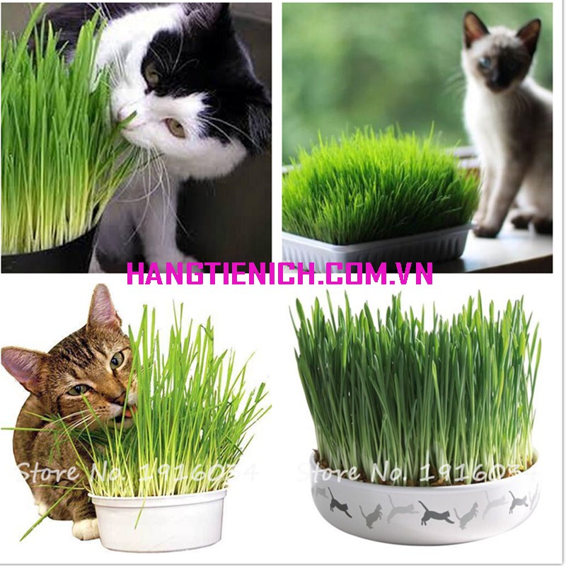 Hạt giống cỏ mèo 1kg hữu cơ - Nhập khẩu Italia