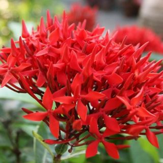 Cây mẫu đơn (cây trang mỹ đang hoa, gửi cây y hình