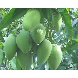 Cây giống Xoài Cát Hòa Lộc. .