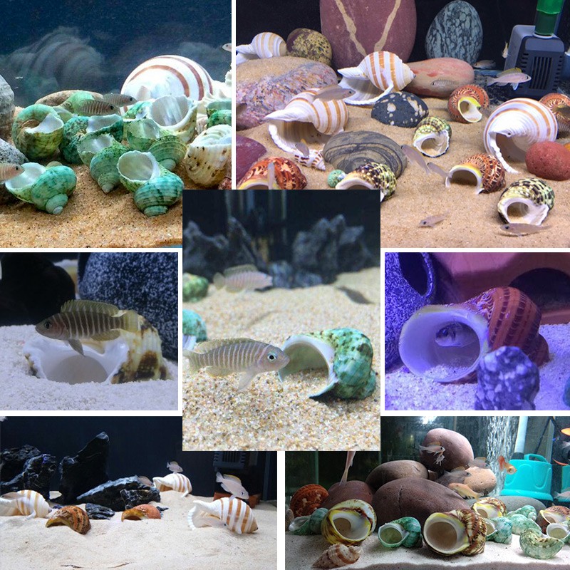 vỏ ốc trang trí