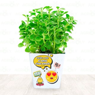 Cây Nhất Mạt Hương (Sen Thơm) & Chậu Sứ