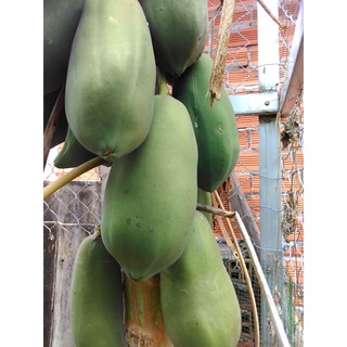 2KG đu đủ XANH - đu đủ