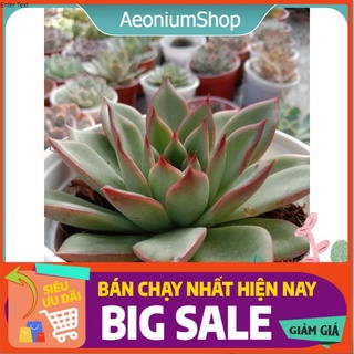 Sen Đá Viền Lửa Size Trung, Xuất Xứ Đà Lạt, Lỗi 1 Đổi 1 💪