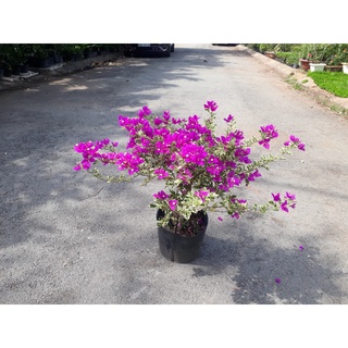 Cây bông giấy cẩm thạch bonsai cao 70-80cm