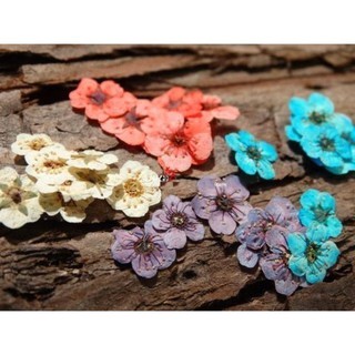 [CÓ SẴN] Hoa nhí ép khô nguyên bông