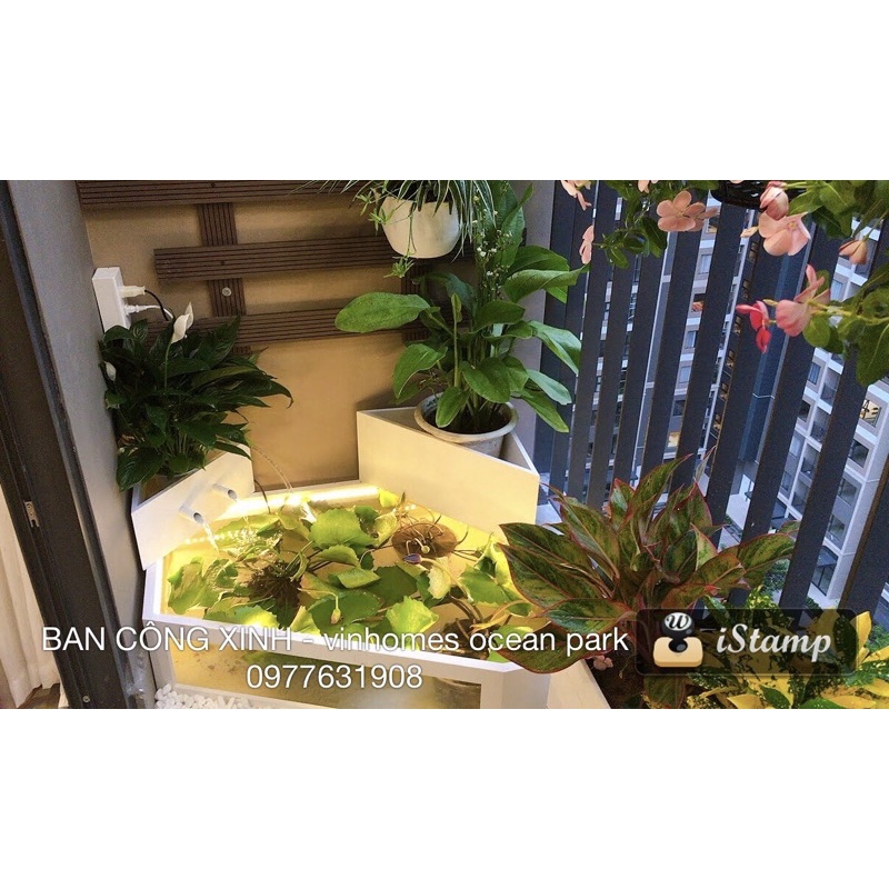 Bể cá, bể trồng sen, súng… trang trí tiểu cảnh ban công