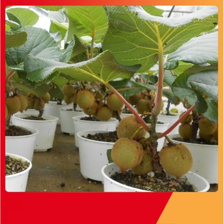 Hạt Giống Cây Kiwi