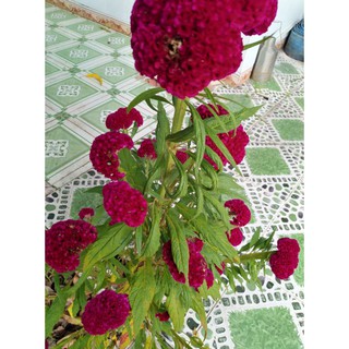 3 cây hoa mồng gà màu như hình