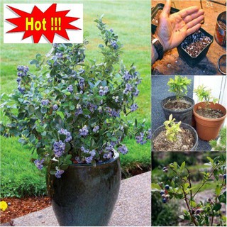 Hạt Giống Việt Quất 5 Hạt