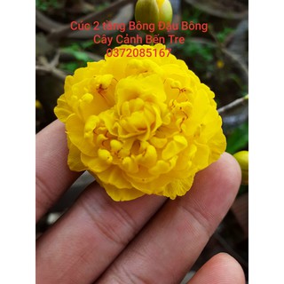 Mai cúc 2 tầng bông đội bông