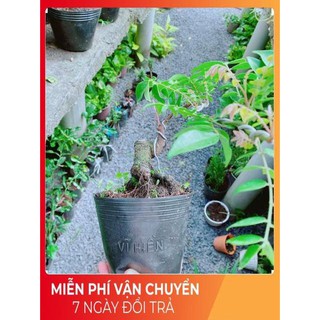 Cây Khế Bonsai