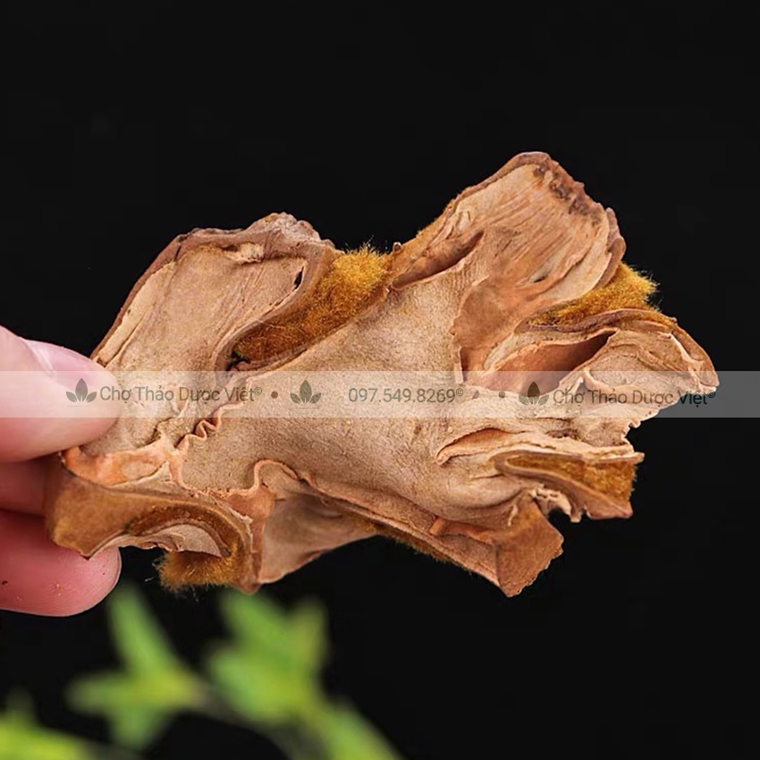 Cẩu tích, cây lông culi khô 1kg mạnh gân cốt, tăng cường sức khỏe phái mạnh - Chợ Thảo Dược Việt