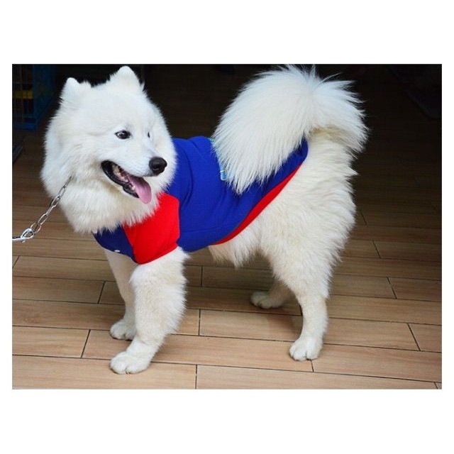 QUẦN ÁO CHÓ MÈO - Áo nỉ superman màu xanh có mũ cho thú cưng SIZE TO (10KG - 17KG)