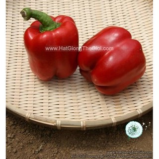 10h Hạt Giống Ớt Chuông Ngọt F1 Đỏ 180Gram TG58 (A2.104| C2*M231)