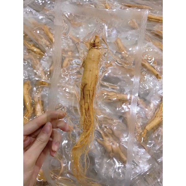 CHỈ SỈ Sâm tươi hàn quốc, nhân sâm hầm gà 35k mini size 60 củ/kg