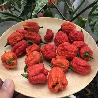 🌼 Cây Hương Thảo, Gia Vị Tây, Lavender, Dâu Tây, Ớt, Bạc Hà Giống đủ loại 💓