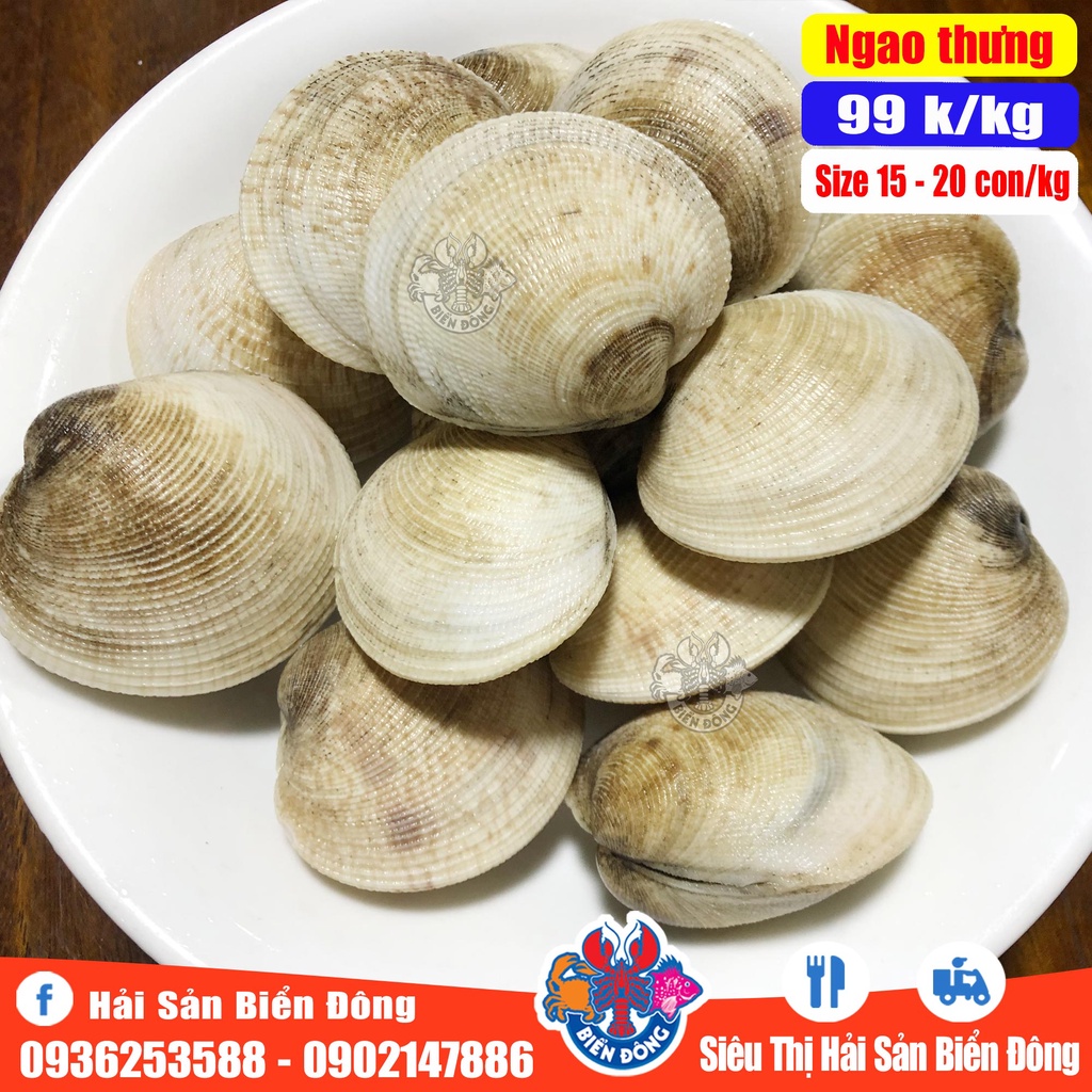NGAO THƯNG sống loại to, sản phẩm của Hải Sản Biển Đông ở Hà Nội