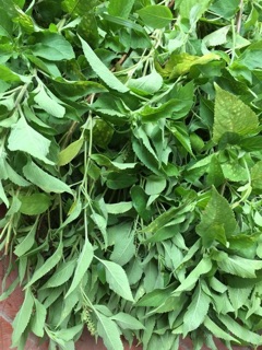 Dầu gội đầu thảo dược
