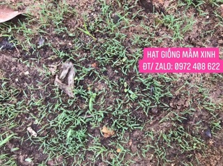 1kg Hạt giống cỏ thảm sân vườn