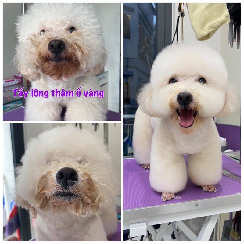 Tẩy Ố Vàng Cho Chó Poodi-ChuChu Pet