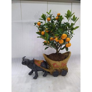 Chậu tượng Bonsai Trâu kéo Tài Lộc