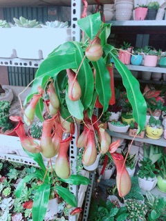 Chậu Cây Nắp Ấm Hàng Đẹp