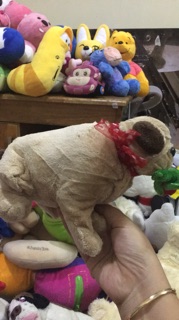 Cọp và sư tử, chó bông. 