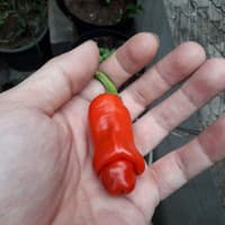 Hạt ớt CU TÍ Pepper 15H