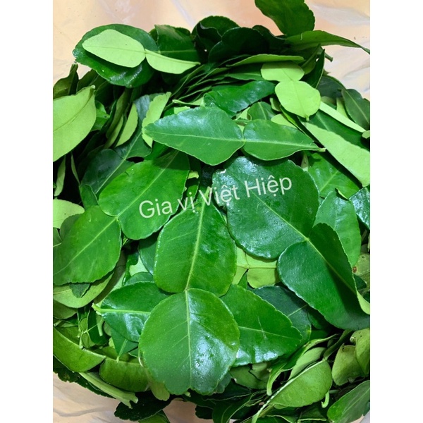 Lá Chanh Thái - Lá Chúc - Lá Chanh Thái Tươi Hữu Cơ Việt Hiệp