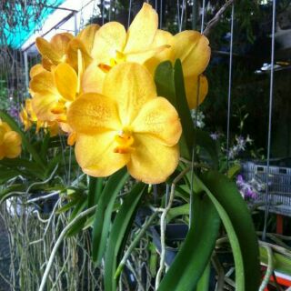 Hoa phong lan  vanda thái hoa tết