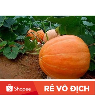 5 hạt bí ngô siêu khổng lồ🍊🍊🍊 ĐỘC LẠ 🍊🍊🍊