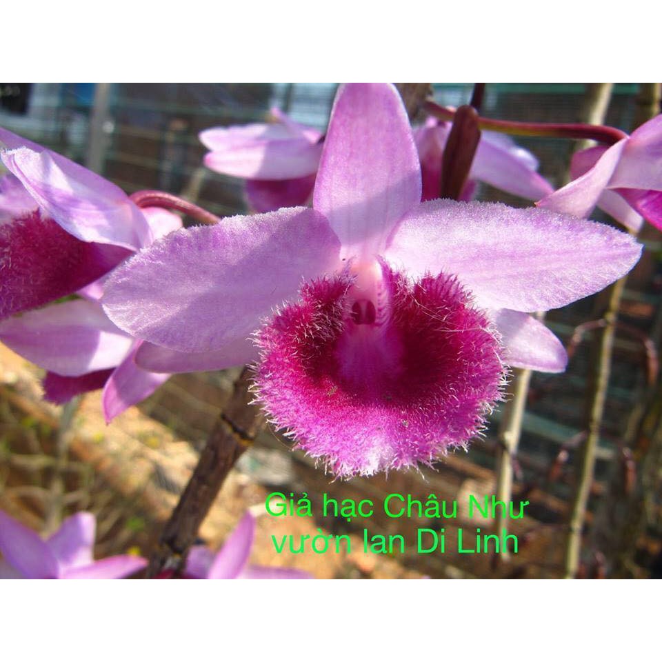 Cây giống lan Giả Hạc Châu Như - Cây giống gieo hạt năm 1, mặt hoa xổ số, loài lan lai độc đáo nổi tiếng được lai từ Giả