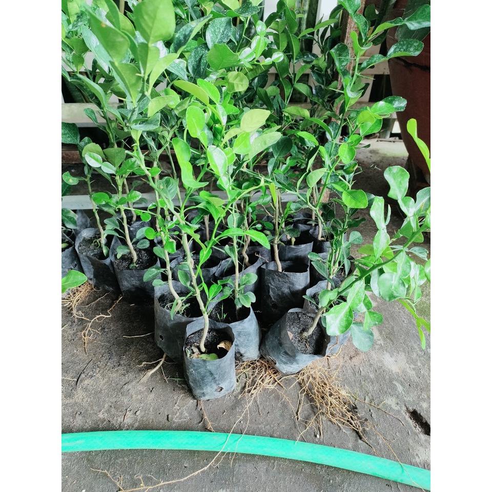 Chanh thái. Chúc giống.gia15k. Cây gieo hạt 6 tháng. Khoẻ