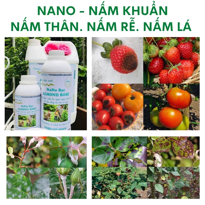 nano bạc - phòng nấm