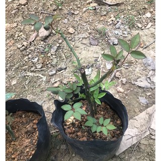 cây giống nhung cổ