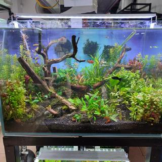 Cá Cảnh Tiến Dũng