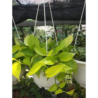 Trầu bà thái