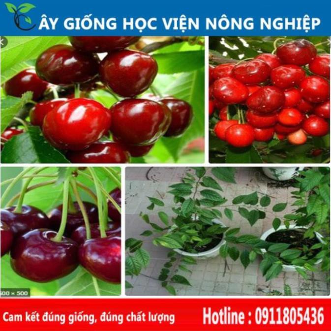 Sản phẩm Cây Ăn Trái cây cherry sai quả ngọt ngon, đẹp