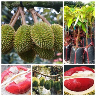 cây giống sầu riêng ruột đỏ thái lan