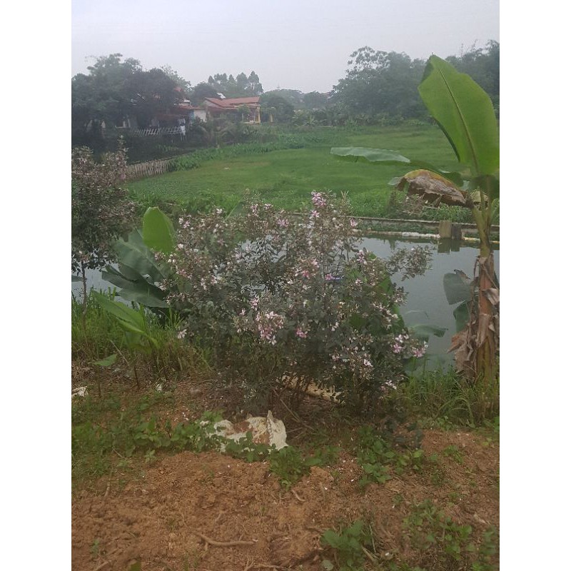 sơmi chốt live 9