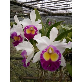 Lan cát bụi vừa từ 10-15 thân