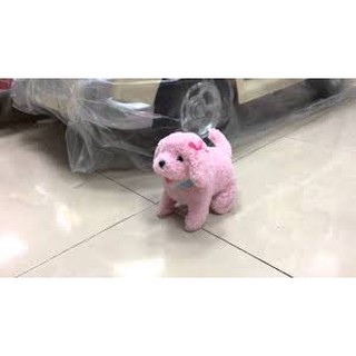 Chó biết đi biết hát