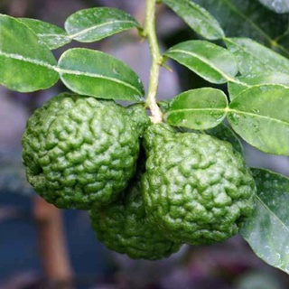 Cây chanh Chúc (chanh Thái, chanh não ) đặc sản An Giang