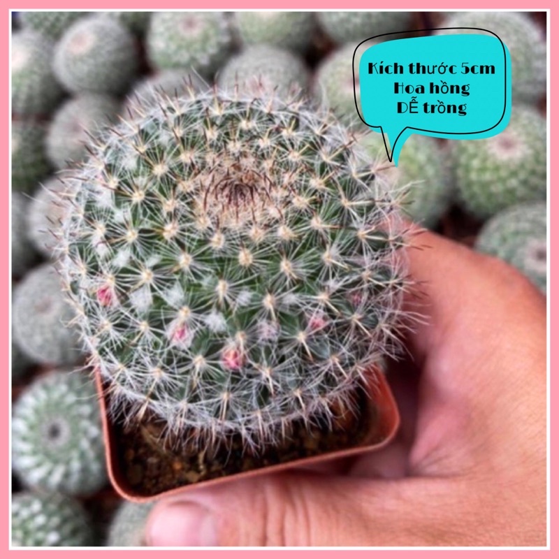 XƯƠNG RỒNG BÁNH SINH NHẬT SIÊNG HOA SỐNG DAI LẮM NGƯỜI ƠI