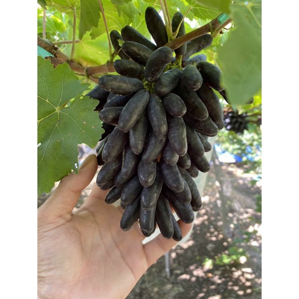 Cây Nho Ngón Tay Đen Úc  Không Hạt Tự Nhiên