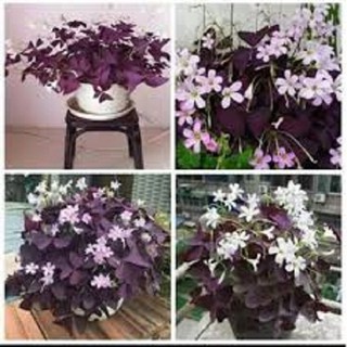 combo 5 củ hoa bướm đêm tím 3 lá vượng phong thủy