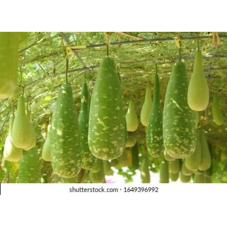 Hạt giống Bầu Sao Bốn Mùa F1 (Monsoon Botter Gourd) Nhập khẩu Thái Lan - 15 Hạt