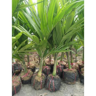 Sản phẩm cây giống CAU LÙN - Cây giống chuẩn F1