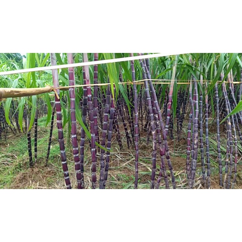 Mía tím Hòa Bình (trồng chậu, sân vườn, ban công)
