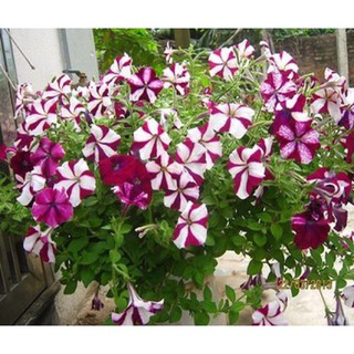 30 Hạt giống dạ yến thảo sọc [CHẤT LƯỢNG]